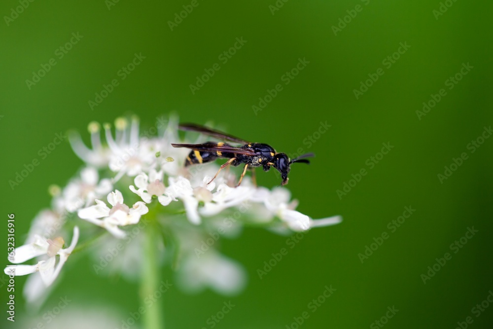 Willow mason-wasp, Symmorphus bifasciatus Willow mason-wasp, Symmorphus bifasciatus