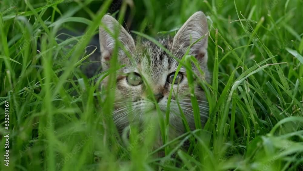 Harnessing our inner strength. small kitten playing and jumping around in the grass, demonstrating resilience in the face of adversity