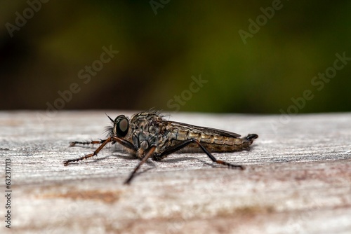 Robber fly of the species Tolmerus atricapillus