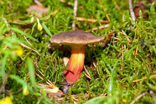 Red cracking bolete, Xerocomellus chrysenteron © ChrWeiss