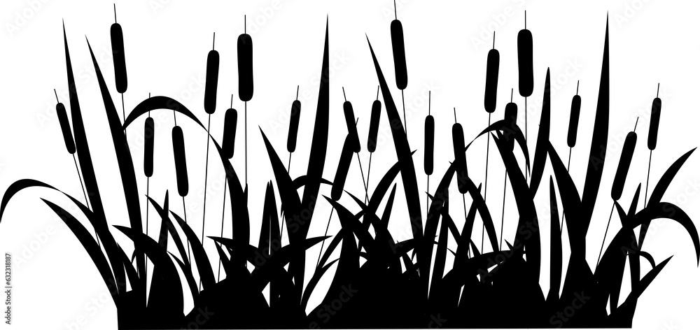 Cattail Original SD 8.7.23 Cattail Original SD 8.7.23