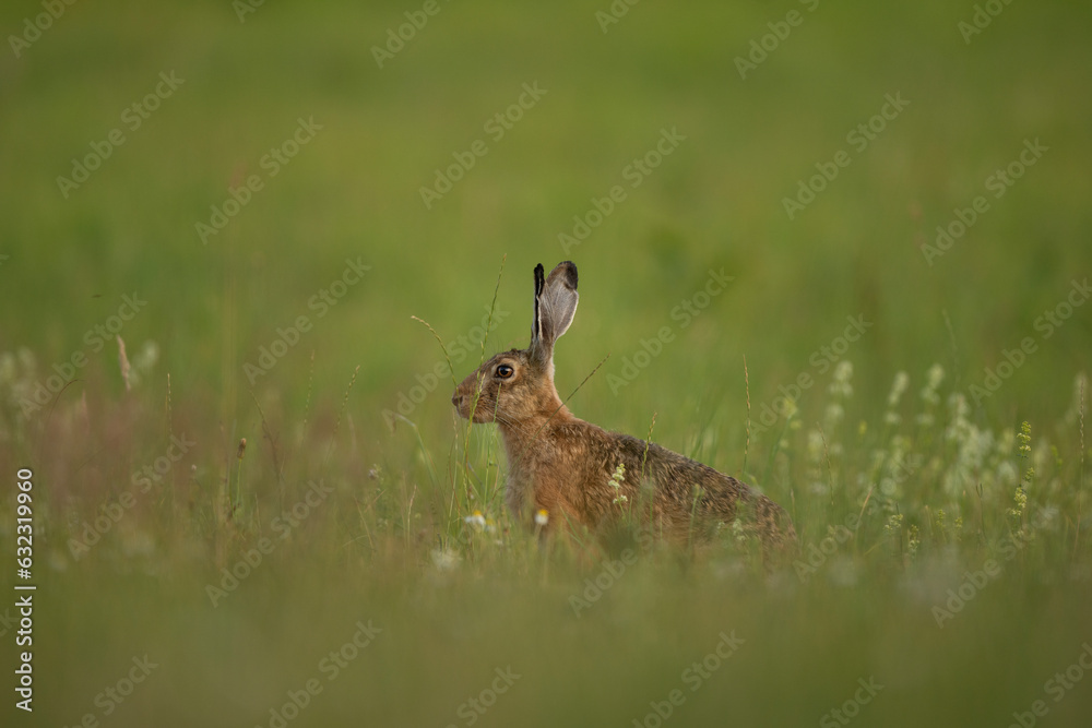 European hare on the spring meadow. Hare is feeding on the grass. European wildlife. European hare on the spring meadow. Hare is feeding on the grass. European wildlife.