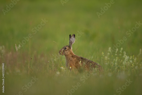 Fototapeta Naklejka Na Ścianę i Meble -  European hare on the spring meadow. Hare is feeding on the grass. European wildlife. 