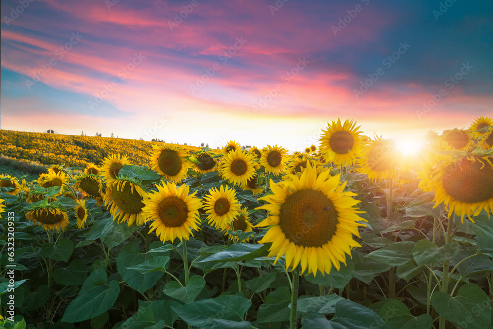 Φωτογραφία Sunset shining on a sunflower field in the Midwest of the United Stated