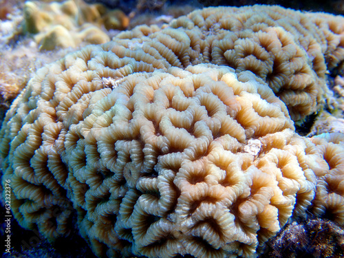 Knob coral (Favites rotundata), undersea macro photography  photo