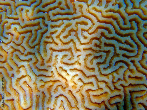 Colpophyllia natans - (Boulder Brain Coral), undersea macro photography  photo