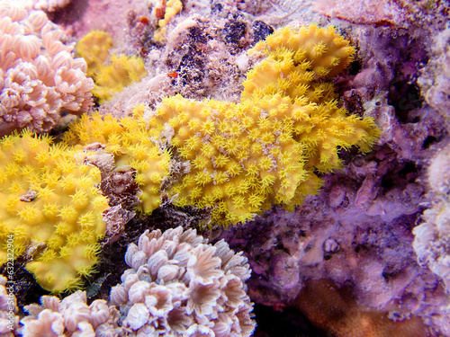  Yellow scroll coral - Turbinaria reniformis photo
