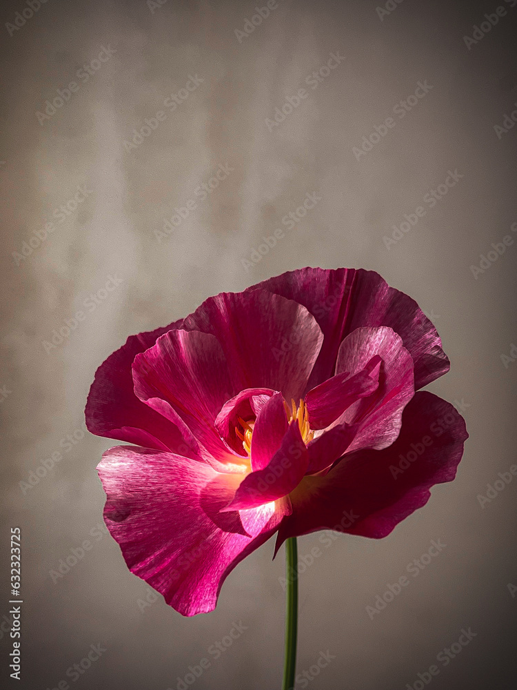 Fotografie Stylish flower still life, artistic composition