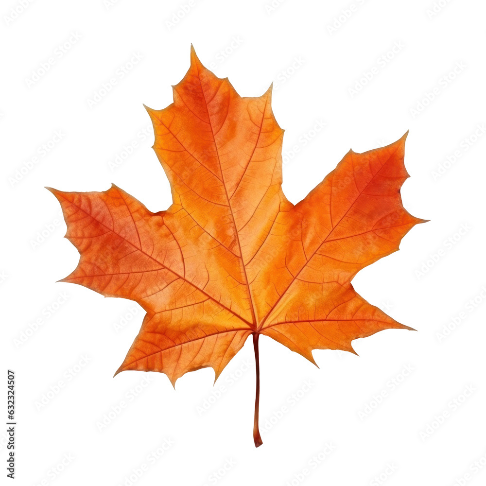 Autumn falling leaf isolated