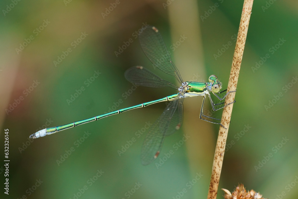 Closeup on a Small emerald spreadwing damselfly, Lestes virens perched in the vegeation Closeup on a Small emerald spreadwing damselfly, Lestes virens perched in the vegeation