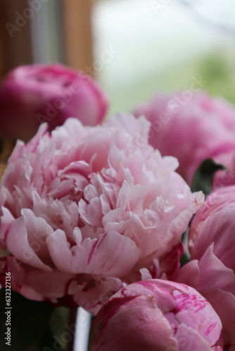 Bouquet of pink peonies  close up.