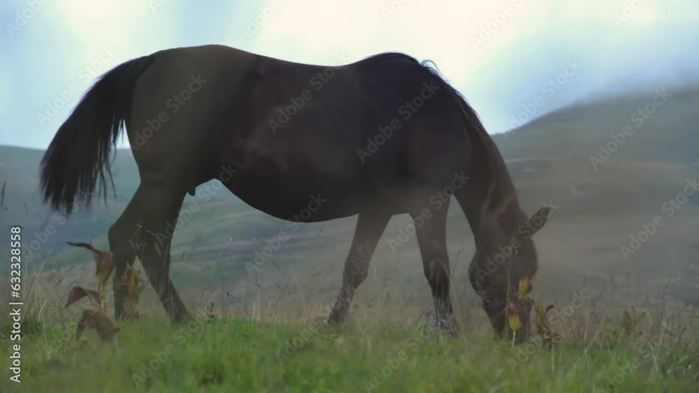 Low angle sliding shot trough grass of horse grazing in the mountain environment. Side shot of young dark brown horse with mountains in the background at dusk Low angle sliding shot trough grass of horse grazing in the mountain environment. Side shot of young dark brown horse with mountains in the background at dusk