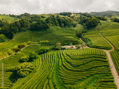 Gorreana Tea Factory and plantation is the only tea plantation in Europe. It is located on Sao Miguel island in Azores Portugal. High quality photo