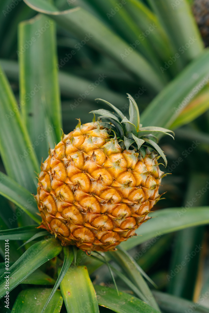 Pineapple Plantations in Azores. Discover lush fields cultivating delicious pineapples, a unique agricultural treasure amid the Azorean landscape. High quality photo