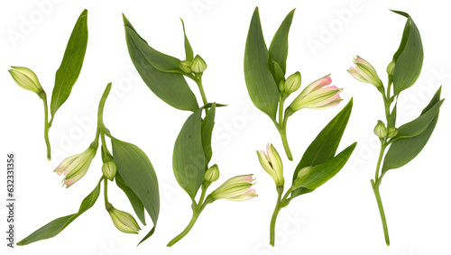 Set with beautiful branches, leaves and flower buds on white background
