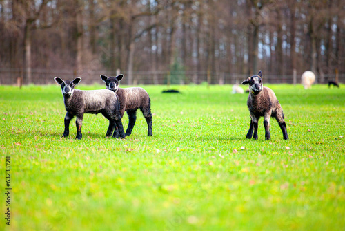 Texel sheep lamb, lambs