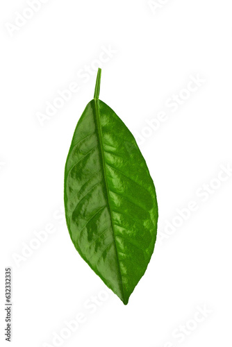 lemon tree branch with green leaves, isolated on a white background