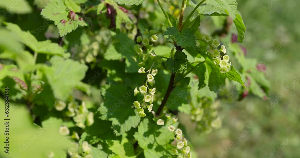 currant bush with green foliage and flowers currant bush with green foliage and flowers