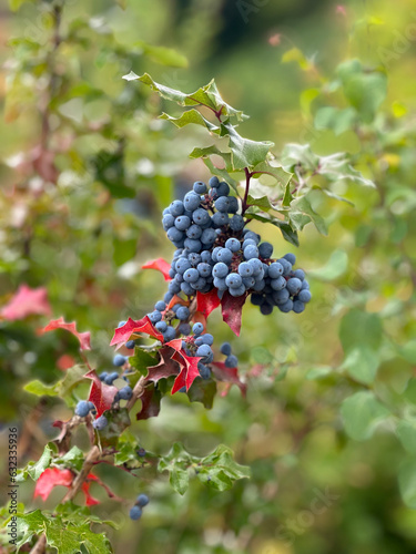 Berries on the vine