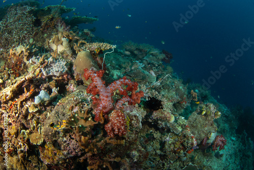 Fototapeta Naklejka Na Ścianę i Meble -  Red gorgonia during dive in Raja Ampat. Dendronephthya on the bottom in Indonesia. Exotic traveling. 