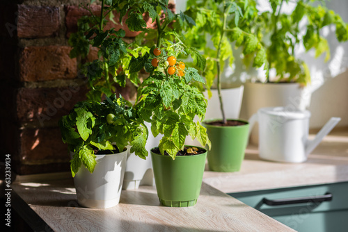 Concept of urban home gardening on the balcony or windowsill. Cherry tomato seedlings in the flower pot with ripe orange fruit. Leisure, hobby, sustainable lifestyle, eco habits © ArtSys