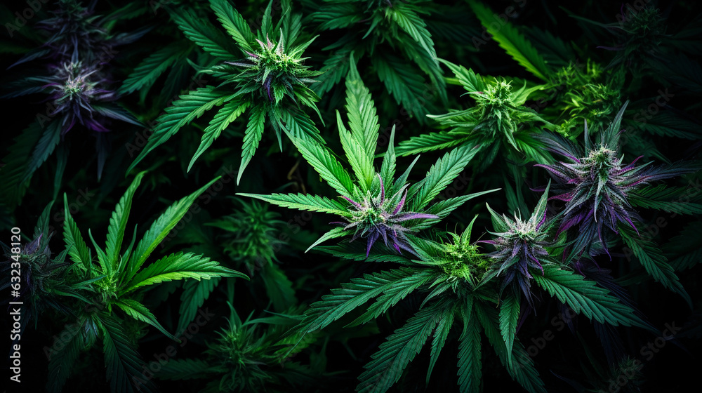 Ruderalis Spring Harmony. A harmonious scene of Ruderalis cannabis strain thriving in a spring garden. capturing the essence of the season. Generative ai Ruderalis Spring Harmony. A harmonious scene of Ruderalis cannabis strain thriving in a spring garden. capturing the essence of the season. Generative ai