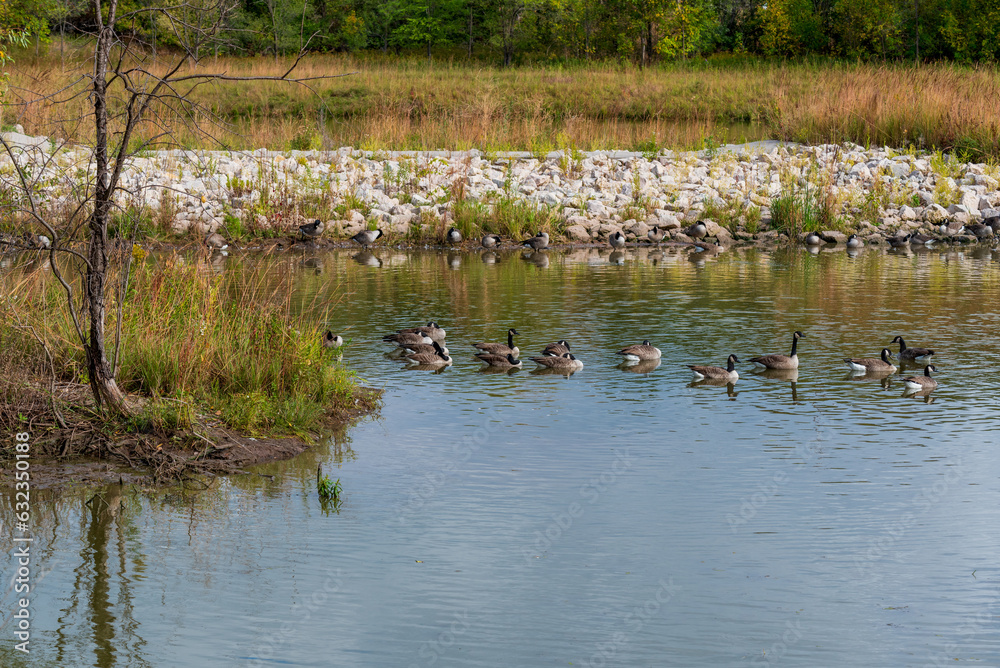 Canada Geese Swimming On The Pond During Fall Migration Canada Geese Swimming On The Pond During Fall Migration