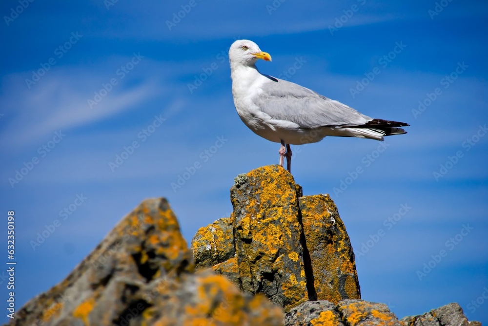 Majestic Gull on Granite Rock: A Stunning Portrait, Bretagne , France Majestic Gull on Granite Rock: A Stunning Portrait, Bretagne , France