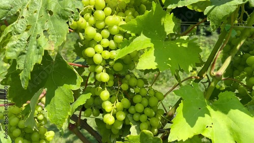 Wallpaper Mural Close up of a bunch of fresh white grapes on the vine in bright sunlight. Maturation of grapes on the vine to make red or white wine Torontodigital.ca