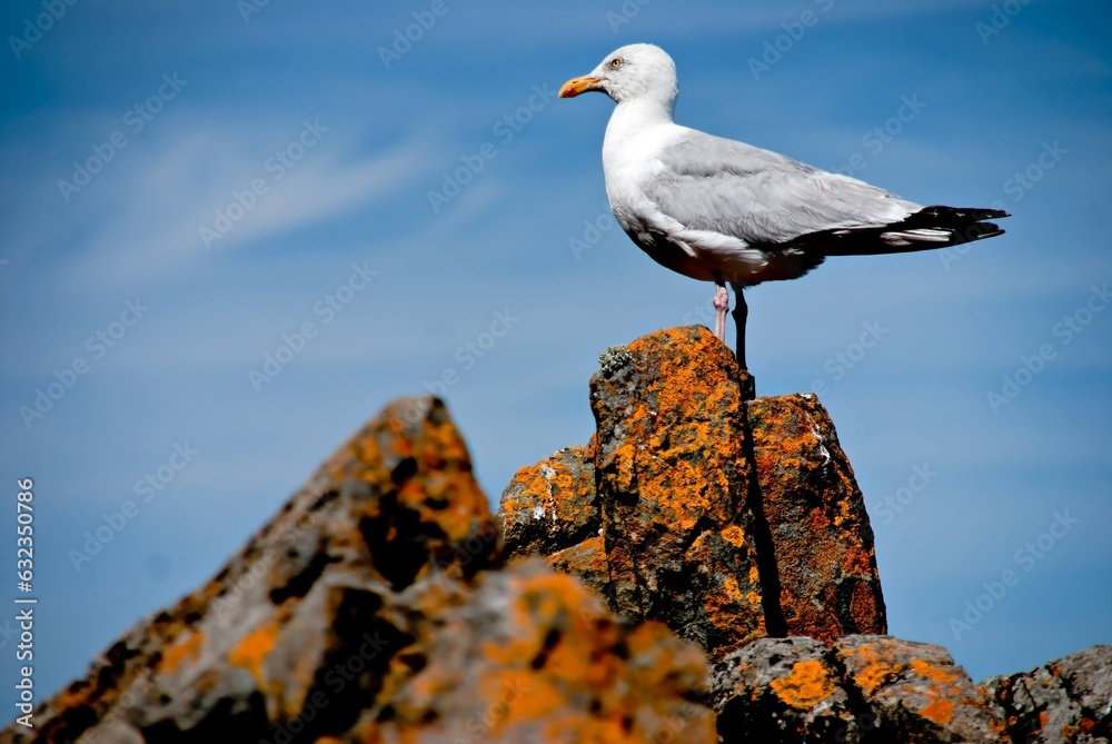 Majestic Gull on Granite Rock: A Stunning Portrait, Bretagne , France Majestic Gull on Granite Rock: A Stunning Portrait, Bretagne , France