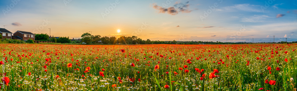 Red poppy flowers field at sunset 