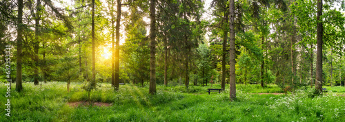 Fototapeta Naklejka Na Ścianę i Meble -  Green woods panorama at sunrise with sun flare