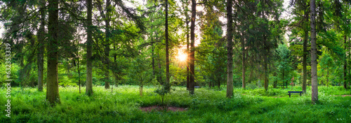 Green woods panorama at sunrise with sun flare