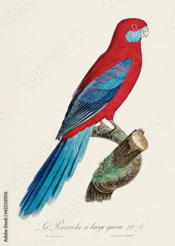 Vintage parrot illustration. Zoologically detailed French depiction (circa 1805)  photo