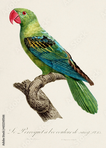 Vintage parrot illustration. Zoologically detailed French depiction (circa 1805)  photo