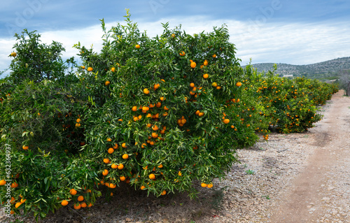 Tangerines trees with ripe fruits on fruit plantation