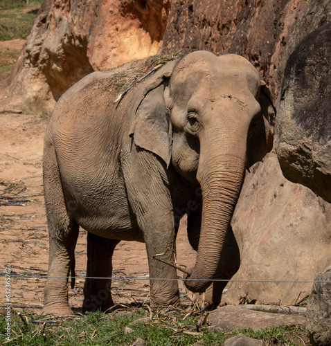 Elefante fêmea photo