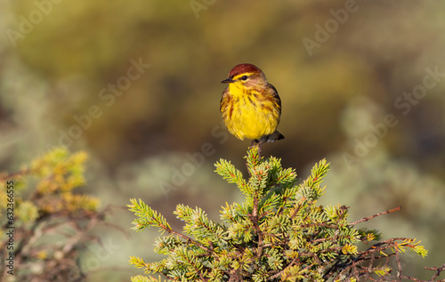 Palm Warbler