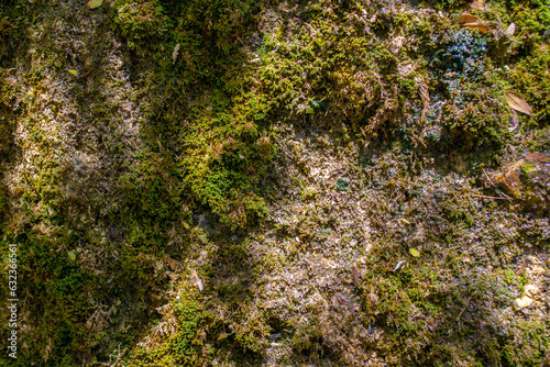 outdoor foliage greenery stone brick texture rock granite moss