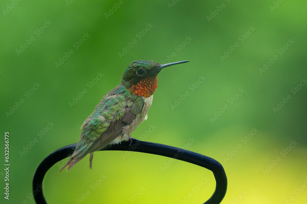 Fototapeta premium hummingbird on a branch