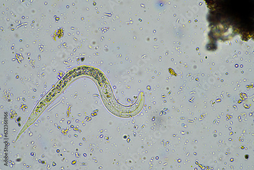 bacterial feeding soil nematode in a soil sample under the microscope