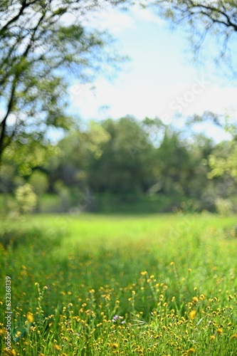 Flower in a meadow