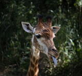 Girafa de Itatiba