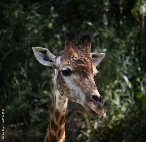 Girafa de Itatiba © Danilo