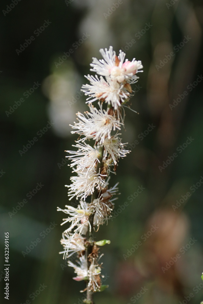 秋の花、イヌショウマ。 秋の花、イヌショウマ。