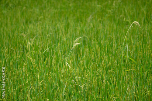 jasmine rice rice field green grass asian food as a staple food