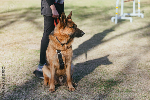 male German shepherd sitting next to his trainer in the dog training park