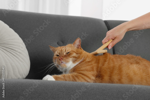 Woman brushing cute ginger cat's fur on couch indoors, closeup