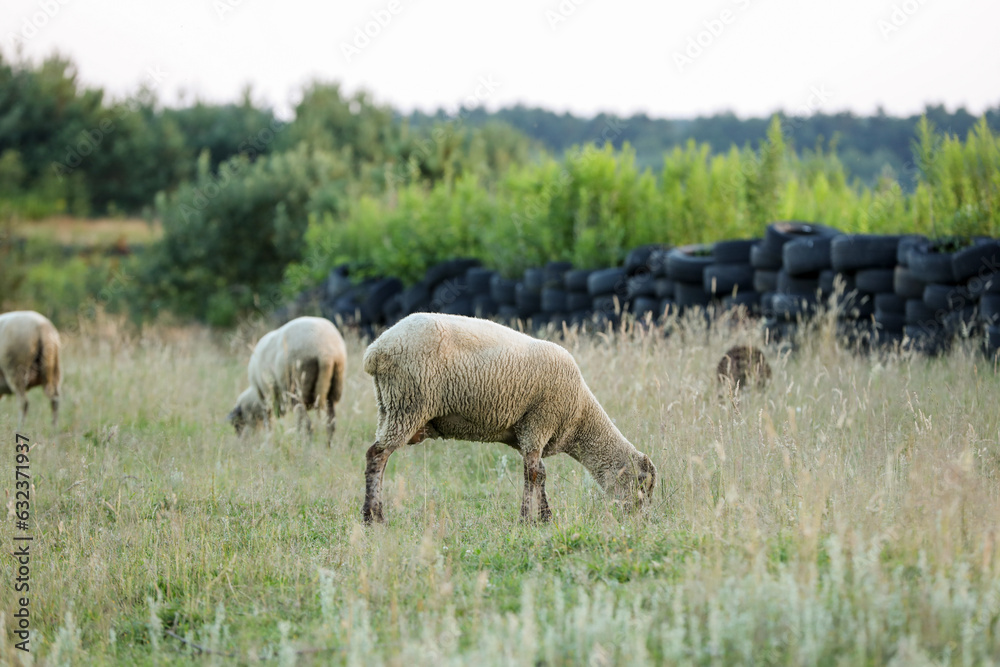 Fototapeta premium Many beautiful sheep grazing on pasture. Farm animal