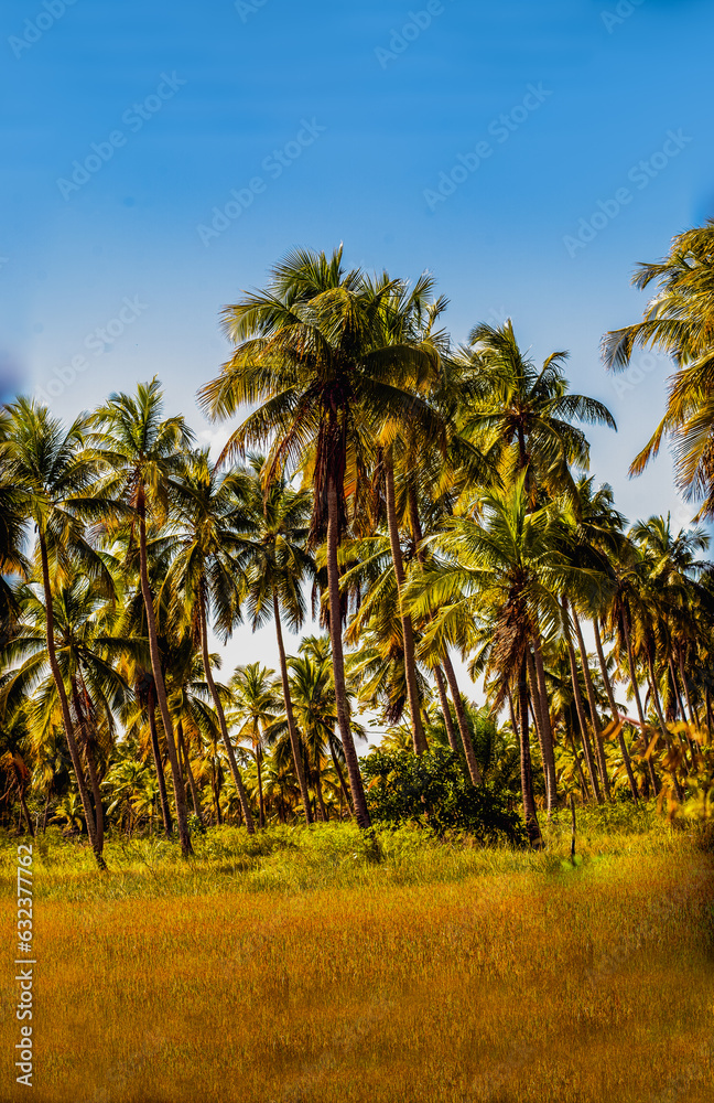 palm trees on the beach